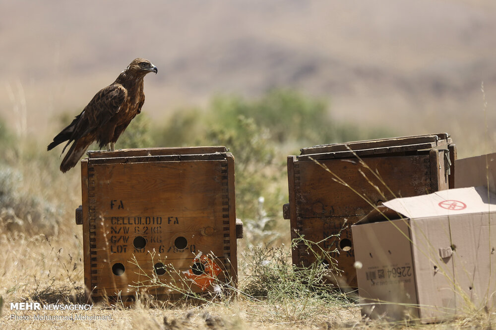 بازگشت ۱۷۰ پرنده به طبیعت/ هنرمندان پیشگام عرصه محیط زیست باشند
